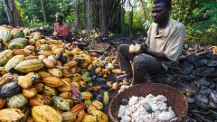 Kakaoernte in Ghana