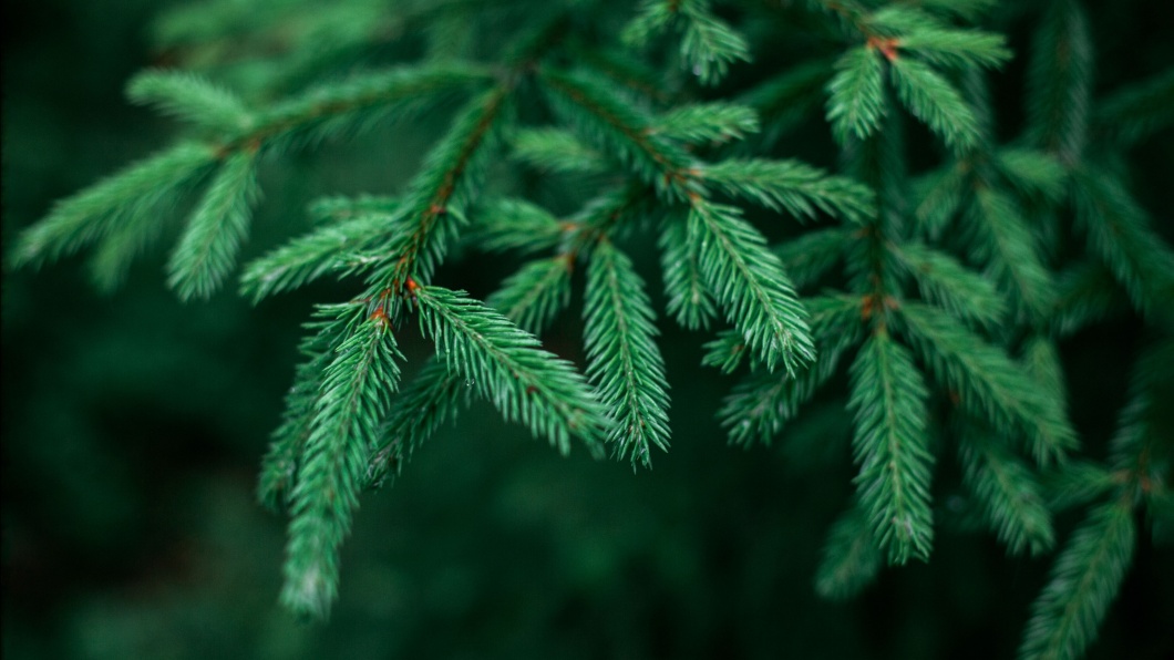 Weihnachtsbäume: Grün ist mehr als eine Farbe!
