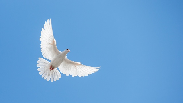 Friedenstabe fliegt in Blauem Himmel