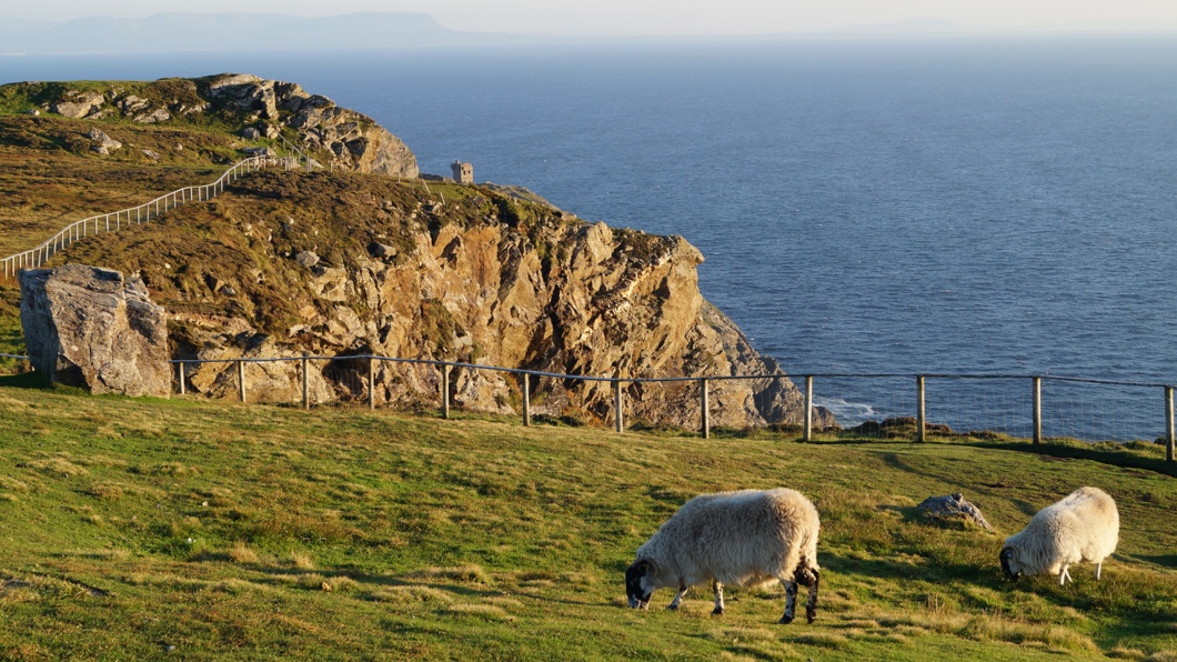 Grüne Hügellandschaft und Schafe an den Klippen von Donegal. Irland hat aber noch mehr zu bieten