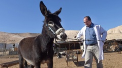 Tierarzt Jusef Mussallem von der "Palästinensischen Wildtier-Gesellschaft" kümmert sich um die Esel in der Judäischen Wüste.