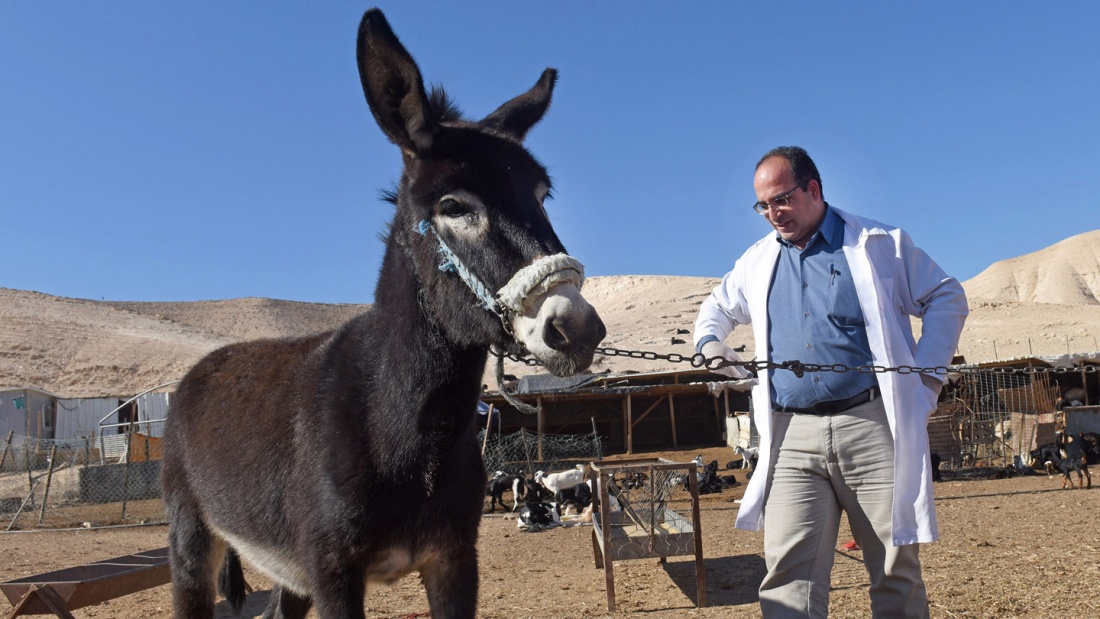 Tierarzt Jusef Mussallem von der "Palästinensischen Wildtier-Gesellschaft" kümmert sich um die Esel in der Judäischen Wüste.