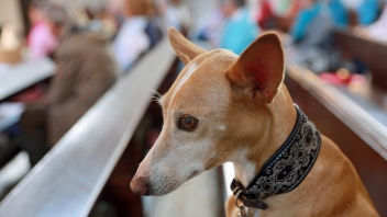 Hund im Tiergottesdeinst auf dem Kirchentag