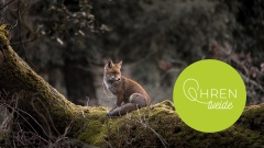 Fuchs sitzt auf einem Baumstamm im Wald