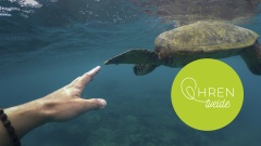 Menschliche Hand berührt Füß einer Wasserschildkröte
