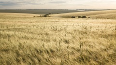 Getreidefeld in der Ukraine