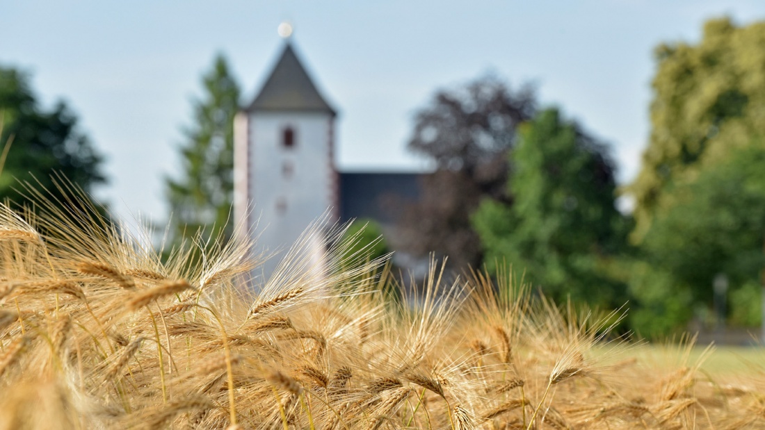 Getreidefeld mit Kirche im Hintergrund