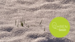 Grashalme ragen aus Schnee