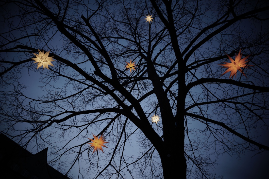 Winterbaum mit Herrnhuter Sternen