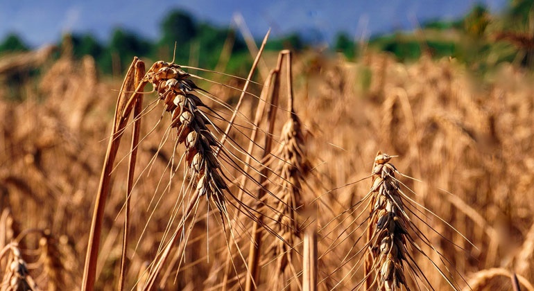 Feld Getreide Dürre