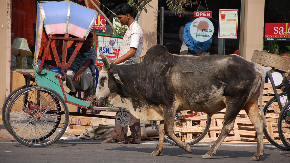 Kuh auf der Straße in Indien
