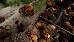 Ein Arbeiter läd Palmölfrüchte auf einen LKW, Indonesien.