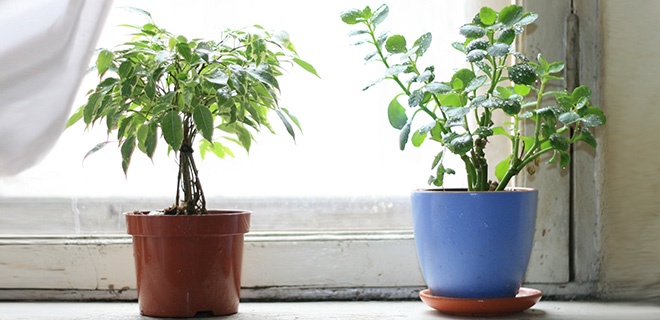 Topfpflanzen vor einem Fenster
