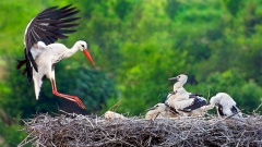 Storch im Nest mit Küken